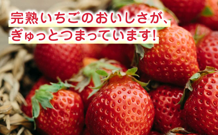 【数量限定】 冷凍 いちご 計1.5kg ( 500g × 3P ) 熊本県産 山都町産【なかはた農園】[YBI005] 10000 10,000 10000円 10,000円 1万円