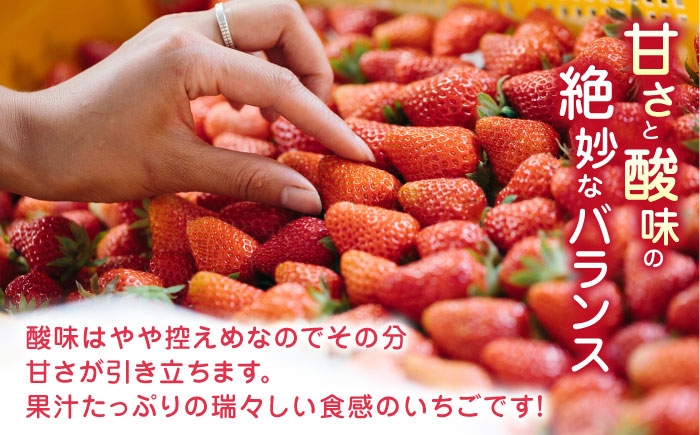 【2024年12月〜順次発送】熊本県産 ゆうべに いちご  計500g ( 250g × 2P ) 農園直送 産地直送 山都町産【なかはた農園】[YBI028] 