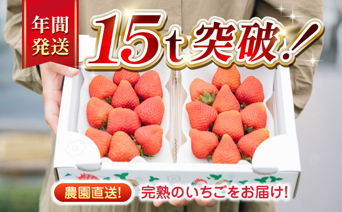 【全2回定期便】ゆうべに いちご  セット 250g×2P【なかはた農園】[YBI049] 