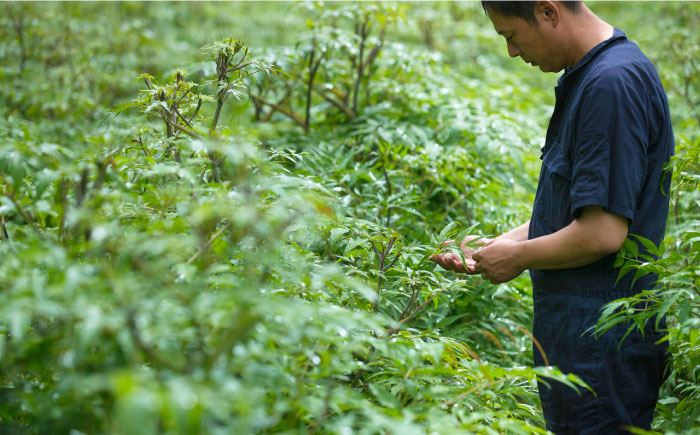 【全3回定期便】一生青春茶 30包 サプリ サプリメント 神の草 日本山人参 ヒュウガトウキ ティーバッグ【ひなたふぁーむ】[YBG005] 