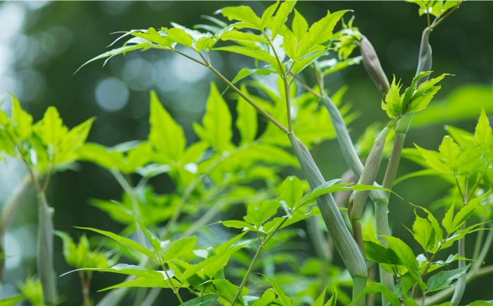 【全3回定期便】一生青春茶 30包 サプリ サプリメント 神の草 日本山人参 ヒュウガトウキ ティーバッグ【ひなたふぁーむ】[YBG005] 