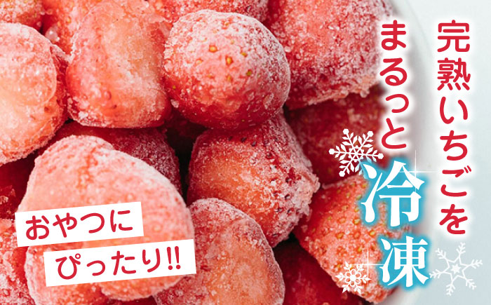 【数量限定】 冷凍 いちご 計12kg ( 500g × 24P ) 熊本県産 山都町産【なかはた農園】[YBI006] 