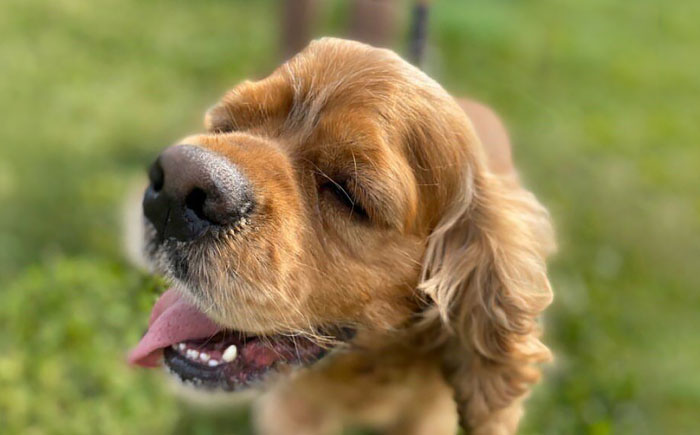 犬用 おもちゃ 鹿角かみかみ Lサイズ（ 大型犬用 ）/ 鹿 鹿角 ペット用品 歯磨き 熊本 山都町【Mother Earth】[YCB006] 