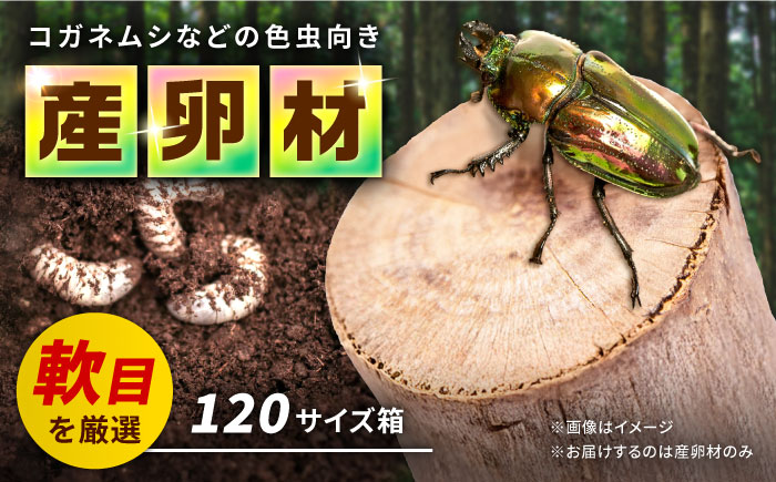 オリジナル 色虫対応材  カブトムシ クワガタ タマムシ クヌギ 【ふるさと昆虫】 [YDV008]