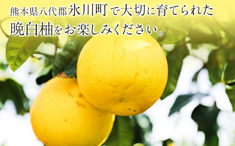 山本果樹園の晩白柚 2玉（2Lサイズ） 山本果樹園《12月中旬-3月中旬頃出荷予定》果物 フルーツ ザボン 熊本 特産品