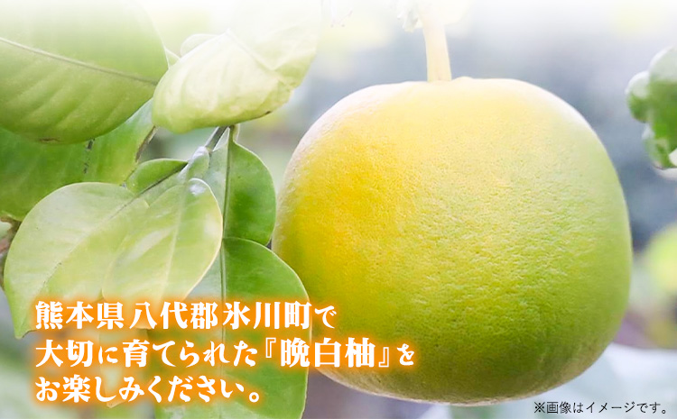 森田果樹園の晩白柚 2玉 森田果樹園《11月下旬-2月末頃出荷予定》果物 フルーツ サボン 熊本