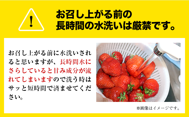 【3ヶ月定期便】先行予約 いちご 苺 ゆうべに 約1500g  約250g×6パック 定期便 熊本 いちご 苺 イチゴ 熊本県 氷川町 ゆうべに いちご《1月中旬-3月末頃出荷》熊本県 氷川町 果物 フルーツ 先行 予約 アフター保証 ふるさと納税 いちご おすすめ