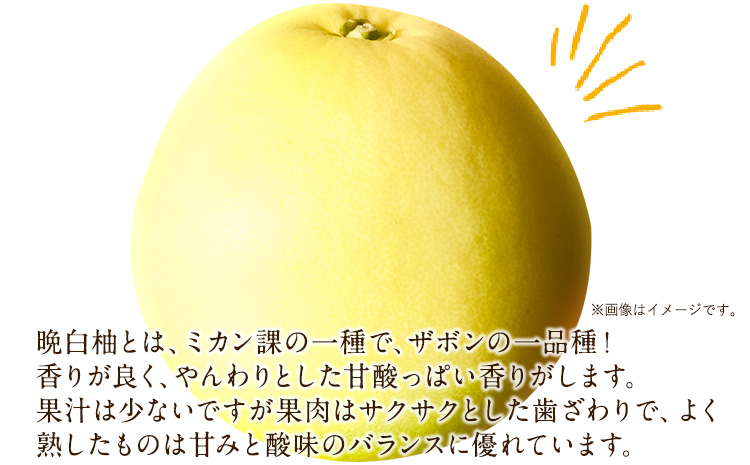 森田果樹園の晩白柚 2玉 森田果樹園《11月下旬-2月末頃出荷予定》果物 フルーツ サボン 熊本