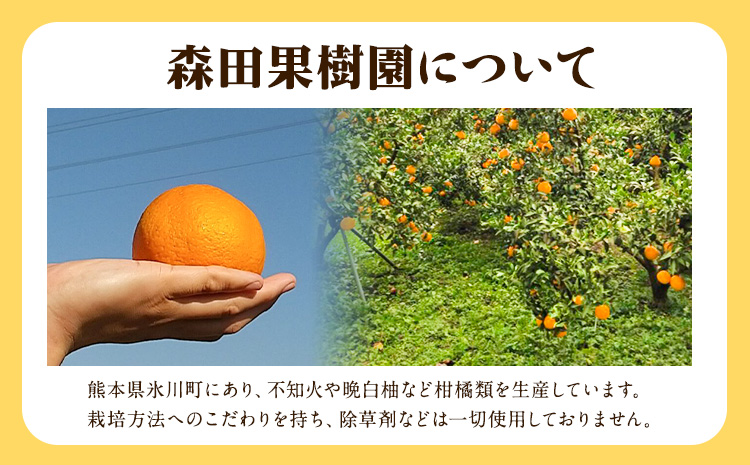 森田果樹園の晩白柚 2玉 森田果樹園《12月中旬-2月末頃出荷》果物 フルーツ サボン 熊本