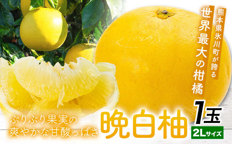 晩白柚 1玉 2Lサイズ ばんぺいゆ 熊本《1月上旬-1月末頃出荷》熊本県 氷川町 果物 フルーツ 熊本県産 晩白柚 ばんぺいゆ