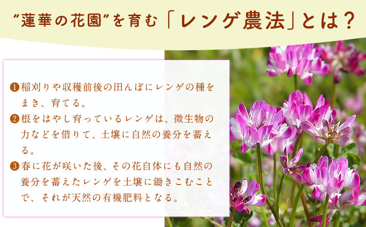 蓮華の花園(もち米) 10kg 精米 JAやつしろカントリー利用組合 熊本県 氷川町《30日以内に出荷予定(土日祝除く)》