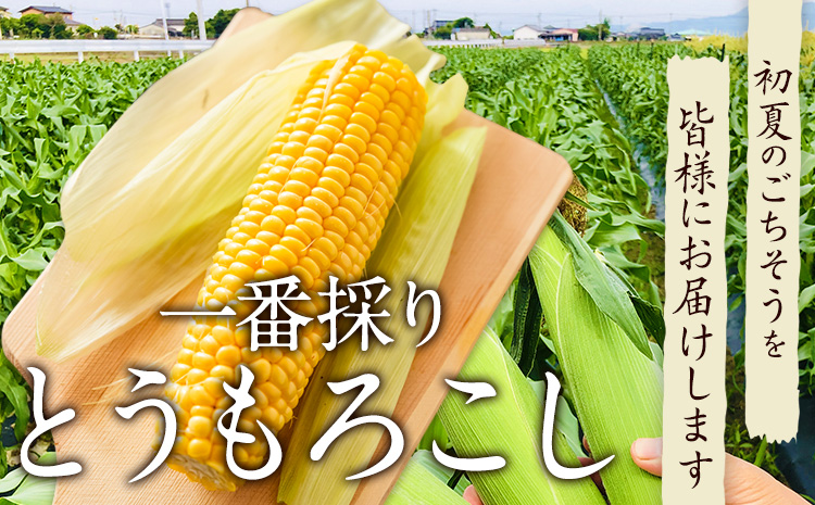 HIPHOP農家が作るとうもろこし（ゴールドラッシュ）約4kg 熊本県氷川町産 中村農園《6月上旬-7月上旬頃より順次出荷》とうもろこし トウモロコシ コーン スイートコーン