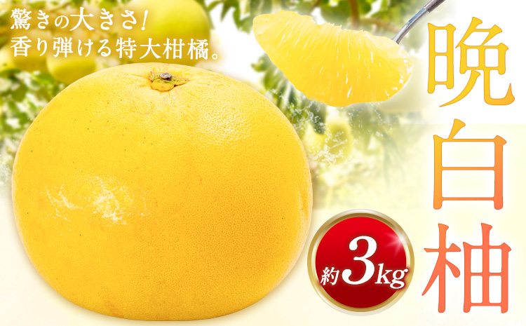 先行予約 晩白柚 約3kg 株式会社エフビーネット《12月上旬-1月下旬頃出荷》熊本県 氷川町 果物 フルーツ 熊本県産 ジューシー ばんぺいゆ バンペイユ