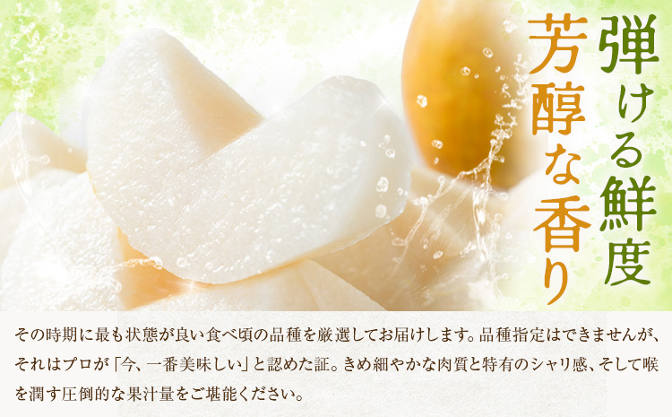 先行予約 旬の梨 梨 約2kg 株式会社エフビーネット《8月上旬-10月下旬頃出荷》熊本県 氷川町 果物 フルーツ 熊本県産 青果物 和梨 