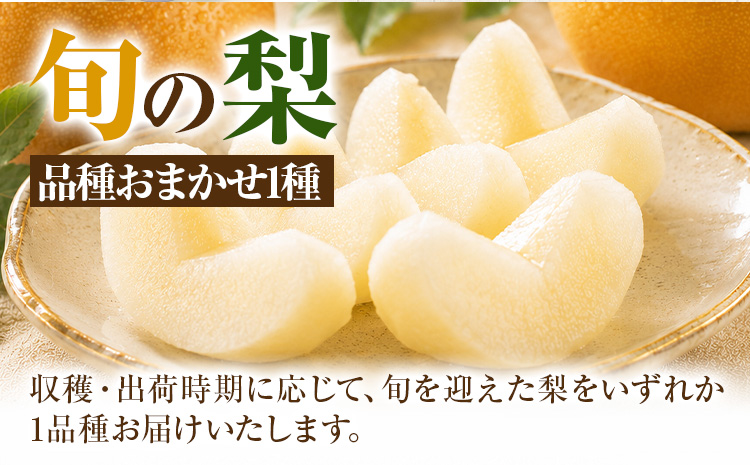 先行予約 旬の梨 梨 約4kg 株式会社エフビーネット《7月上旬-10月下旬頃出荷》熊本県 氷川町 果物 フルーツ 熊本県産 青果物 和梨 ジューシー