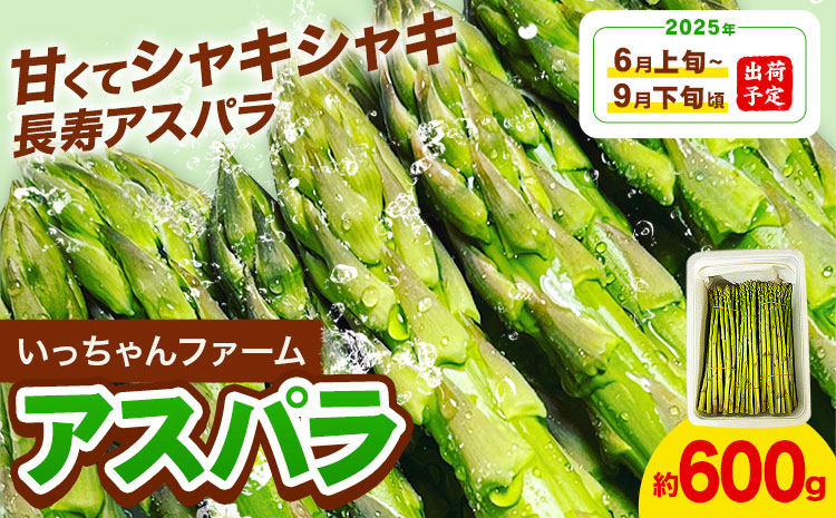 アスパラガス 約600g いっちゃんファーム《2025年6月上旬-9月下旬頃出荷予定》熊本県 氷川町 氷川産 野菜 アスパラガス アスパラ