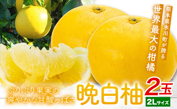 晩白柚 2玉 2Lサイズ ばんぺいゆ 熊本《1月上旬-1月末頃出荷》熊本県 氷川町 果物 フルーツ 熊本県産 晩白柚 ばんぺいゆ