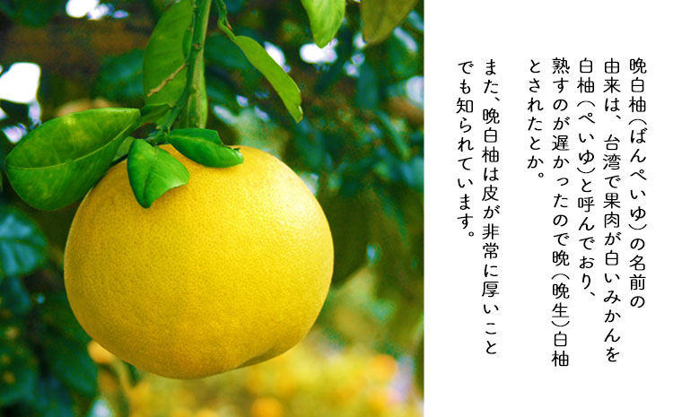 晩白柚もなか 12個入り(6個入り×2箱) 《30日以内に出荷予定(土日祝除く)》道の駅竜北