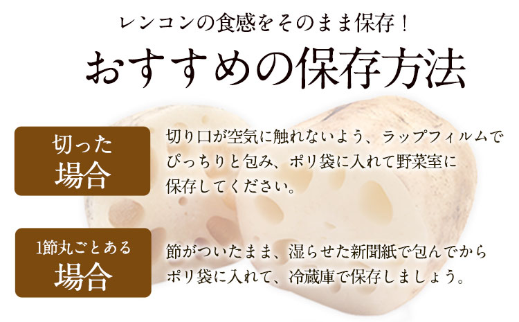 レンコン 約5kg 熊本県氷川町産 《11月下旬-3月末頃出荷》道の駅竜北