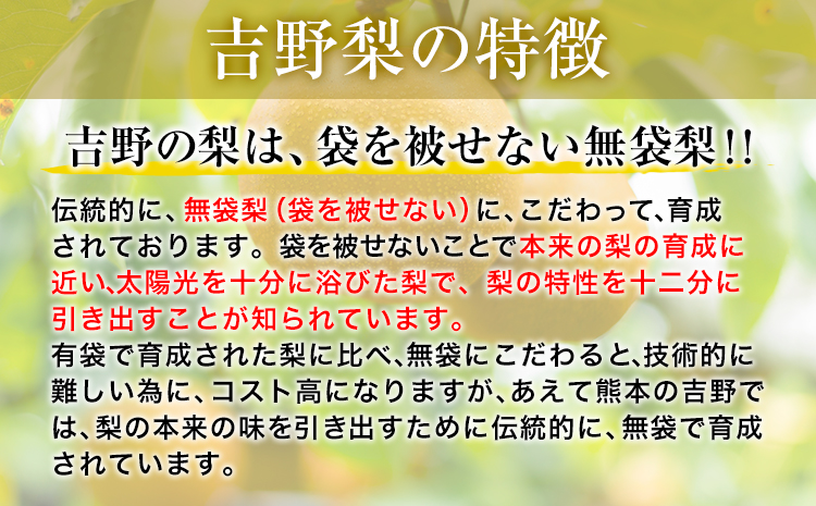 熊本県氷川町産 吉野梨 品種おまかせ 約5kg(10〜12玉前後) 《8月中旬-9月末頃出荷》 