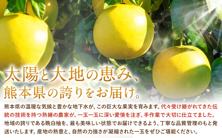 先行予約 晩白柚 約3kg 株式会社エフビーネット《12月上旬-1月下旬頃出荷》熊本県 氷川町 果物 フルーツ 熊本県産 ジューシー ばんぺいゆ バンペイユ