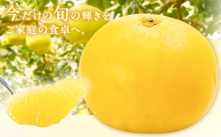 先行予約 晩白柚 約3kg 株式会社エフビーネット《12月上旬-1月下旬頃出荷》熊本県 氷川町 果物 フルーツ 熊本県産 ジューシー ばんぺいゆ バンペイユ