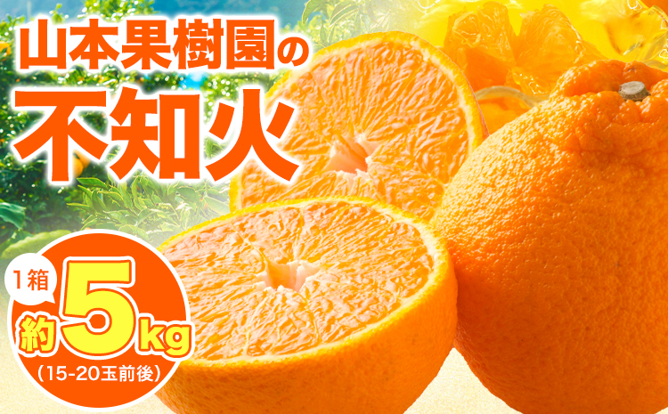不知火 約5kg 1箱 15-20玉前後 山本果樹園《2月末-5月末頃出荷予定》しらぬい 熊本県 氷川町 柑橘st-p