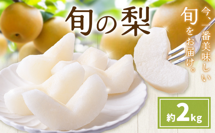先行予約 旬の梨 梨 約2kg 株式会社エフビーネット《8月上旬-10月下旬頃出荷》熊本県 氷川町 果物 フルーツ 熊本県産 青果物 和梨 