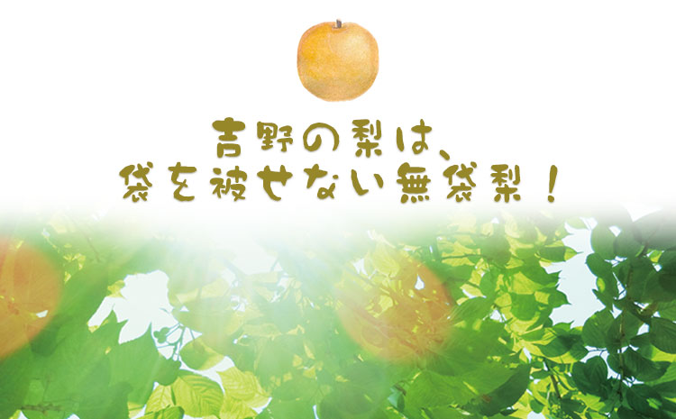 吉野梨カレー 180g×6食入 《60日以内に出荷予定(土日祝除く)》熊本県氷川町産 道の駅竜北