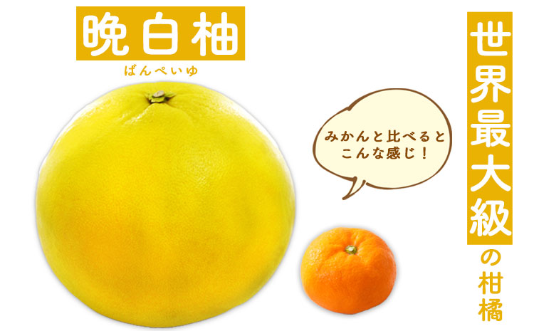 晩白柚ドレッシングセット オイル ノンオイル 各2本 《60日以内に出荷予定(土日祝除く)》熊本県氷川町産 道の駅竜北