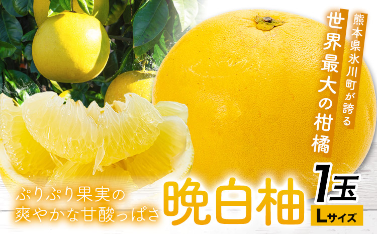 晩白柚 1玉 Lサイズ ばんぺいゆ 熊本《1月上旬-1月末頃出荷》熊本県 氷川町 果物 フルーツ 熊本県産 晩白柚 ばんぺいゆ