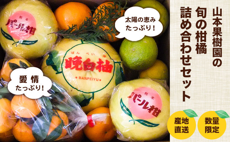 柑橘詰め合わせセット(5種類・10kg以上) 山本果樹園《12月上旬-1月上旬頃出荷予定》果物 フルーツ みかん