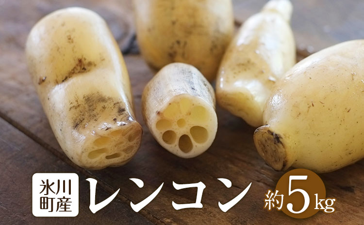 レンコン 約5kg 熊本県氷川町産 《11月下旬-3月末頃出荷》道の駅竜北