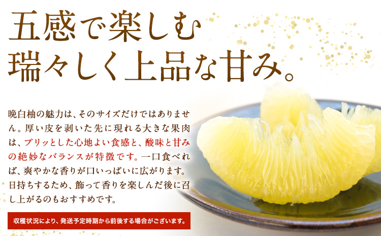 先行予約 晩白柚 約3kg 株式会社エフビーネット《12月上旬-1月下旬頃出荷》熊本県 氷川町 果物 フルーツ 熊本県産 ジューシー ばんぺいゆ バンペイユ