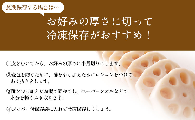 レンコン 約5kg 熊本県氷川町産 《11月下旬-3月末頃出荷》道の駅竜北
