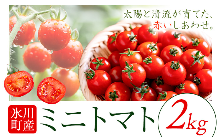ミニトマト 約2kg 氷川アグリクラブ トマト 熊本《2月上旬-4月末頃出荷》熊本県 氷川町 野菜 熊本県産 サラダ プチトマト 国産