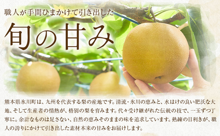 先行予約 あきづき梨 あきづき 梨 約2kg 株式会社エフビーネット《8月下旬-9月下旬頃出荷》熊本県 氷川町 果物 フルーツ 熊本県産 青果物 和梨 ジューシー