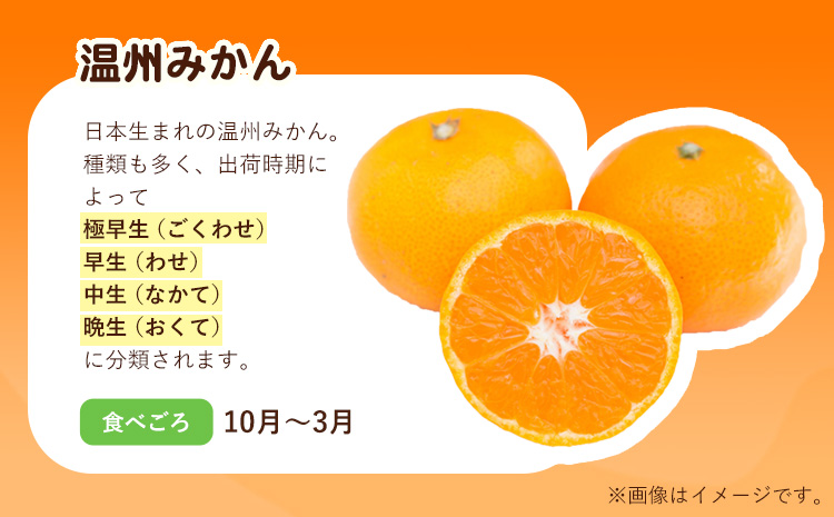 柑橘詰め合わせセット(5種類・10kg以上) 山本果樹園《12月上旬-1月上旬頃出荷予定》果物 フルーツ みかん