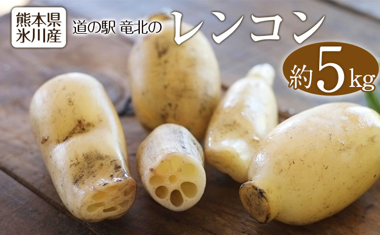 レンコン 約5kg 熊本県氷川町産 《11月下旬-3月末頃出荷》道の駅竜北