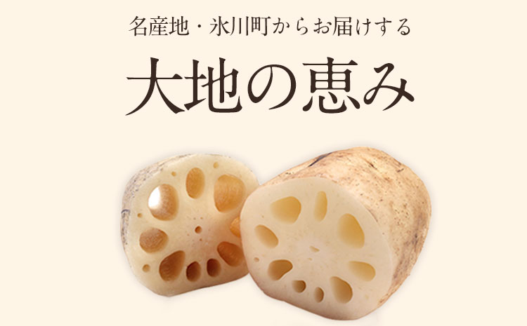 レンコン 約5kg 熊本県氷川町産 《11月下旬-3月末頃出荷》道の駅竜北