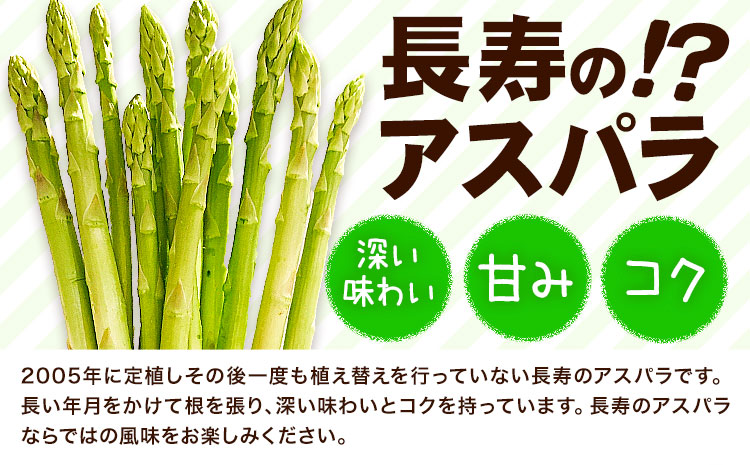 アスパラガス 約600g いっちゃんファーム《2025年2月下旬-3月下旬頃出荷予定》熊本県 氷川町 氷川産 野菜 アスパラガス アスパラ