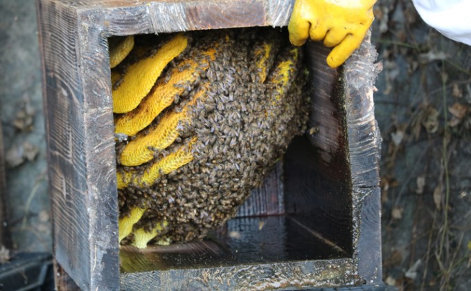 はちみつ 無添加 非加熱 希少 錦町産 くま（球磨）産 地蜂蜜 1kg