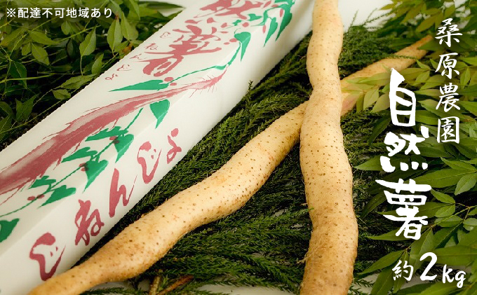 自然薯 約2kg 錦町産 桑原農園 配送不可：離島 野菜 根菜