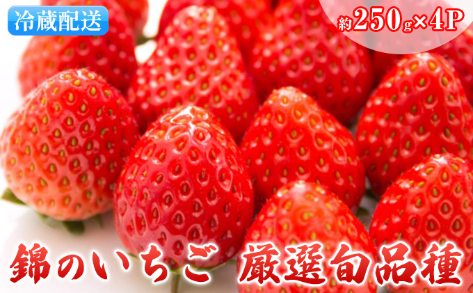 いちご 先行予約 約250g×4パック 錦のいちご ゆうべに 苺 イチゴ デザート フルーツ あぐり税所 配送不可:離島 果物