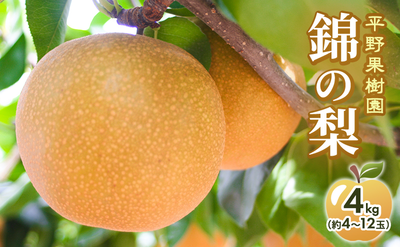 梨 先行予約 4kg 平野果樹園 錦の梨 清流錦 2026年発送 フルーツ 果物 デザート 配送不可：離島