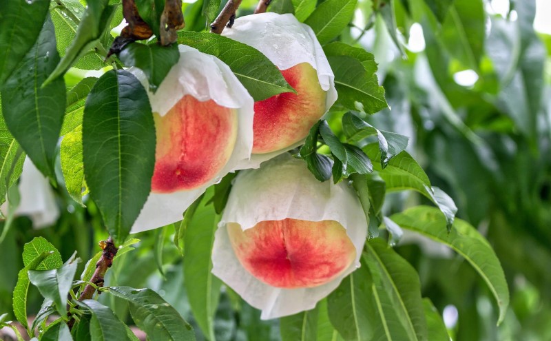桃 品種 おまかせ 約2kg 4～12玉入り 錦町産 もも モモ 果物 くだもの フルーツ デザート ※配送不可：離島 