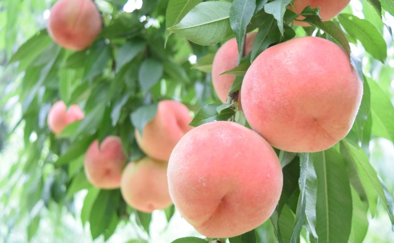 桃 品種 おまかせ 約2kg 4～12玉入り 錦町産 もも モモ 果物 くだもの フルーツ デザート ※配送不可：離島 
