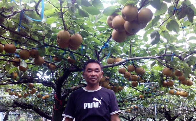 梨 3kg 先行予約 錦の梨 約5玉～8玉 フルーツ なし ナシ 果物 デザート 2025年発送 古里農園 配送不可:離島