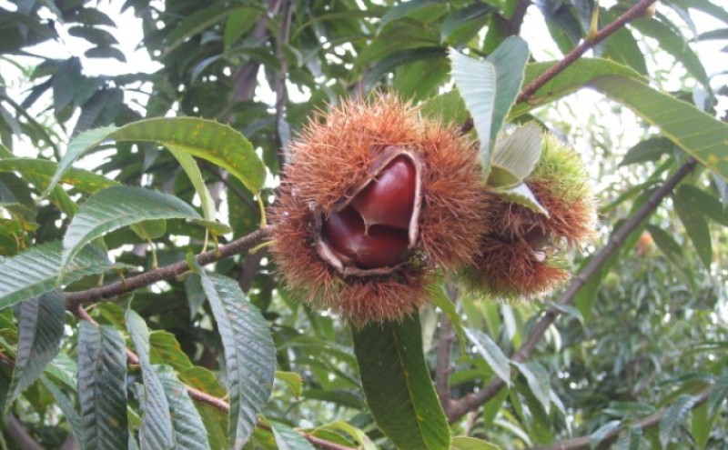 〈賀久農園の球磨栗〉熊本 錦町産 冷凍 むき栗 200g×2 栗 くり クリ 令和8年産 球磨栗 栗ご飯 数量限定 果物 フルーツ ※配送不可：離島