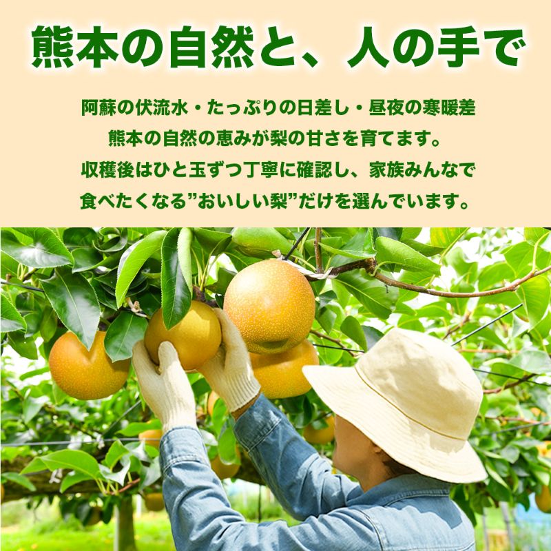 新高梨 約1.8kg（5～8玉）【梨 なし 果物 フルーツ デザート 食後 熊本県産】※配送不可：離島